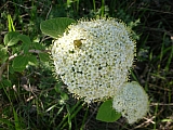 3c04_dscn0932.jpg