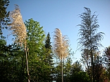 3c41_dscn0963.jpg