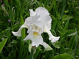3d08_dscn0977.jpg