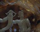 Musee_tasse0003 * 720 x 576 * (83KB)