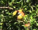 Capri0015 * 720 x 576 * (147KB)