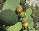Capri0023 * 720 x 576 * (107KB)