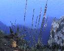 Capri0027 * 720 x 576 * (128KB)