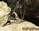 Capri0033 * 720 x 576 * (126KB)